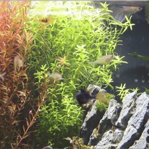 Aquarium-créé-par-Claude-_Tetra-et-Beta-1D